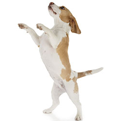 Easy Steps To Stop Your Dog From Jumping On You